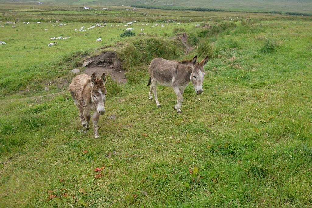 Ferienwohnung Skellig View Bluebell Rose&The Kerry Cliffs Portmagee Exterior foto